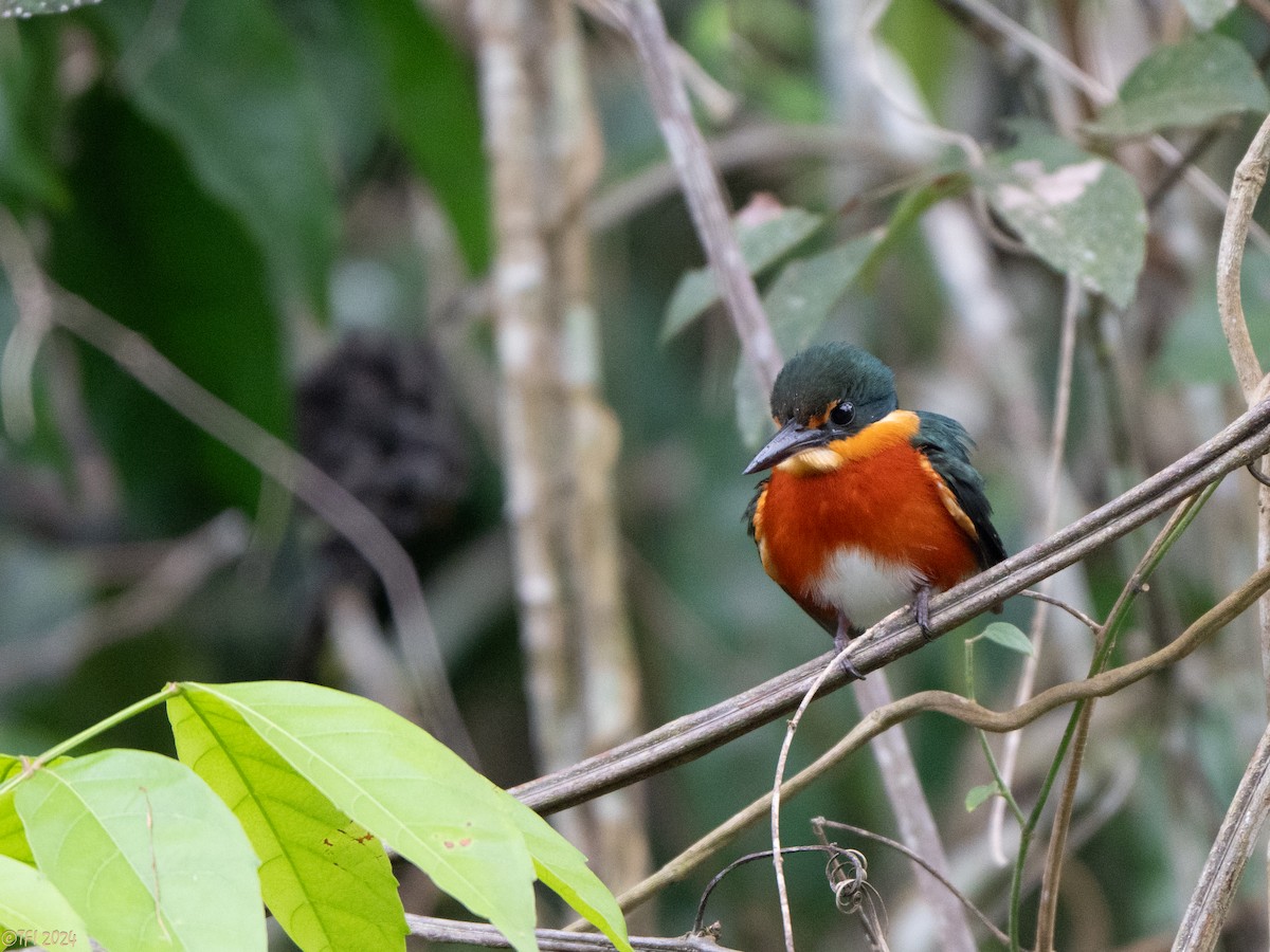 American Pygmy Kingfisher - ML625283703