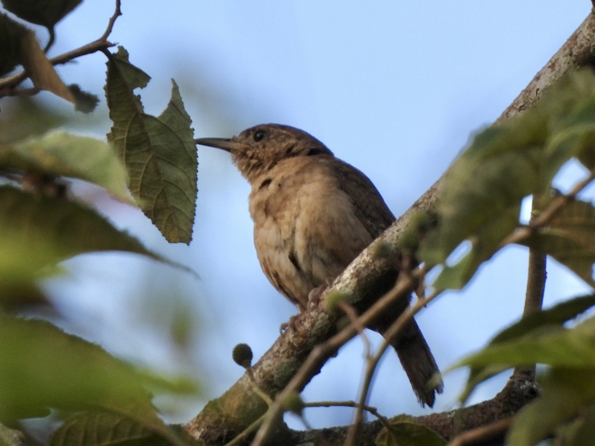 Southern House Wren - ML625283731