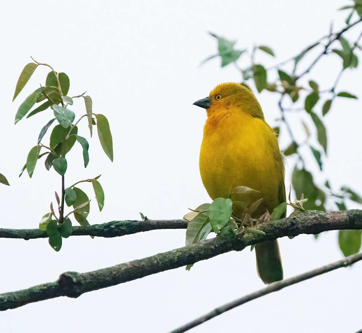 Holub's Golden-Weaver - ML625283797
