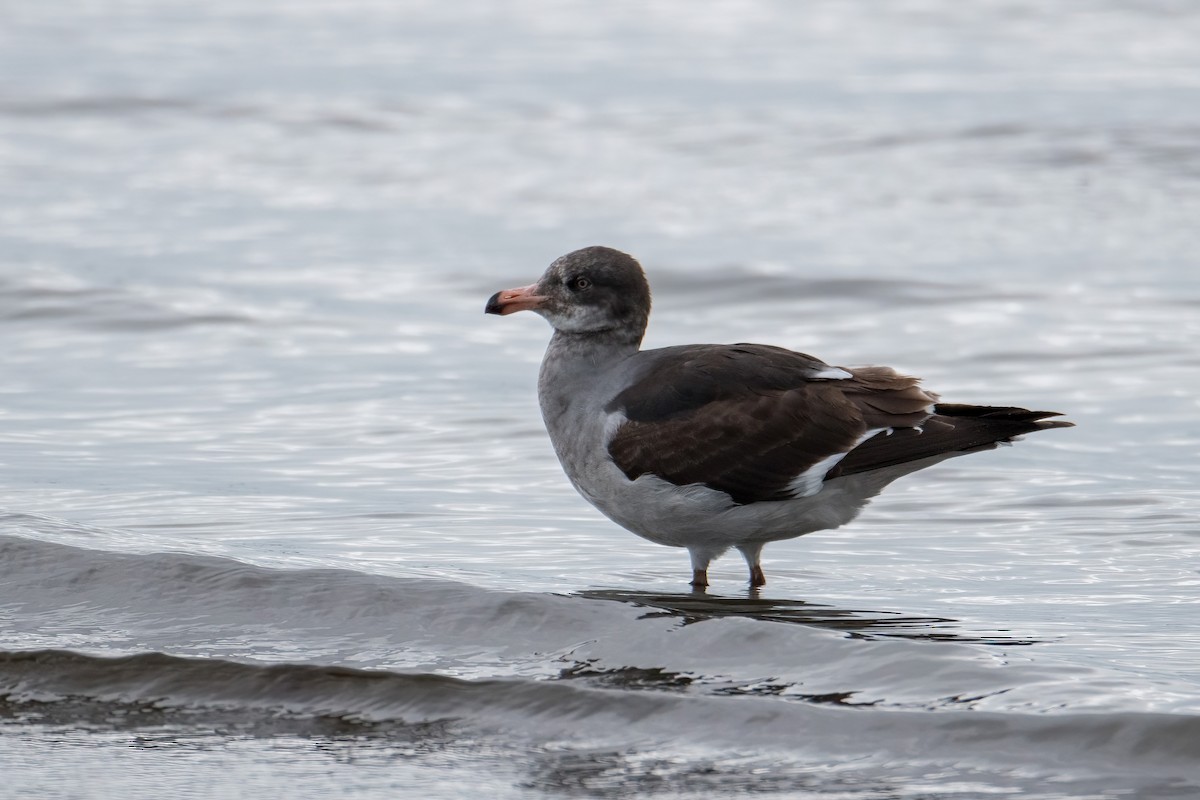 Dolphin Gull - ML625283887