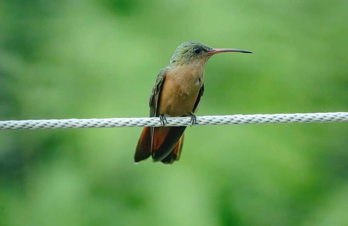 Cinnamon Hummingbird - ML625284011