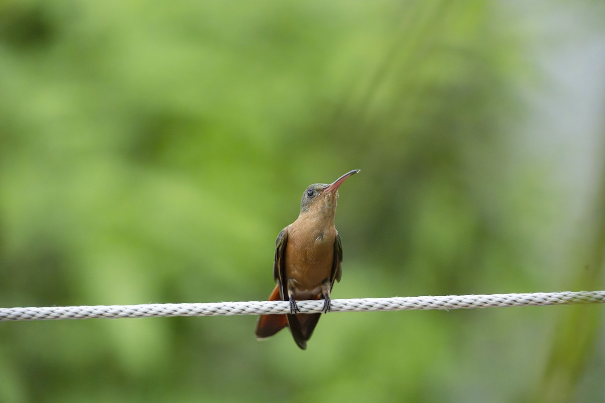 Cinnamon Hummingbird - ML625284013