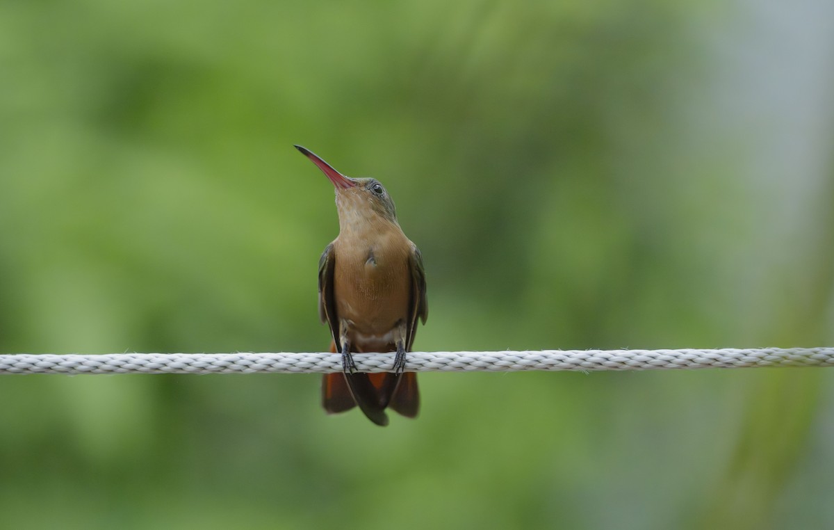 Cinnamon Hummingbird - ML625284014