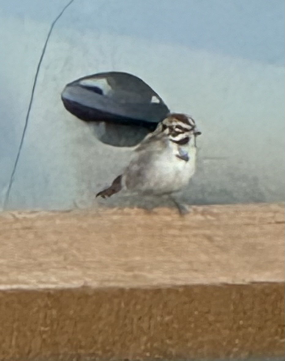 Lark Sparrow - ML625284019