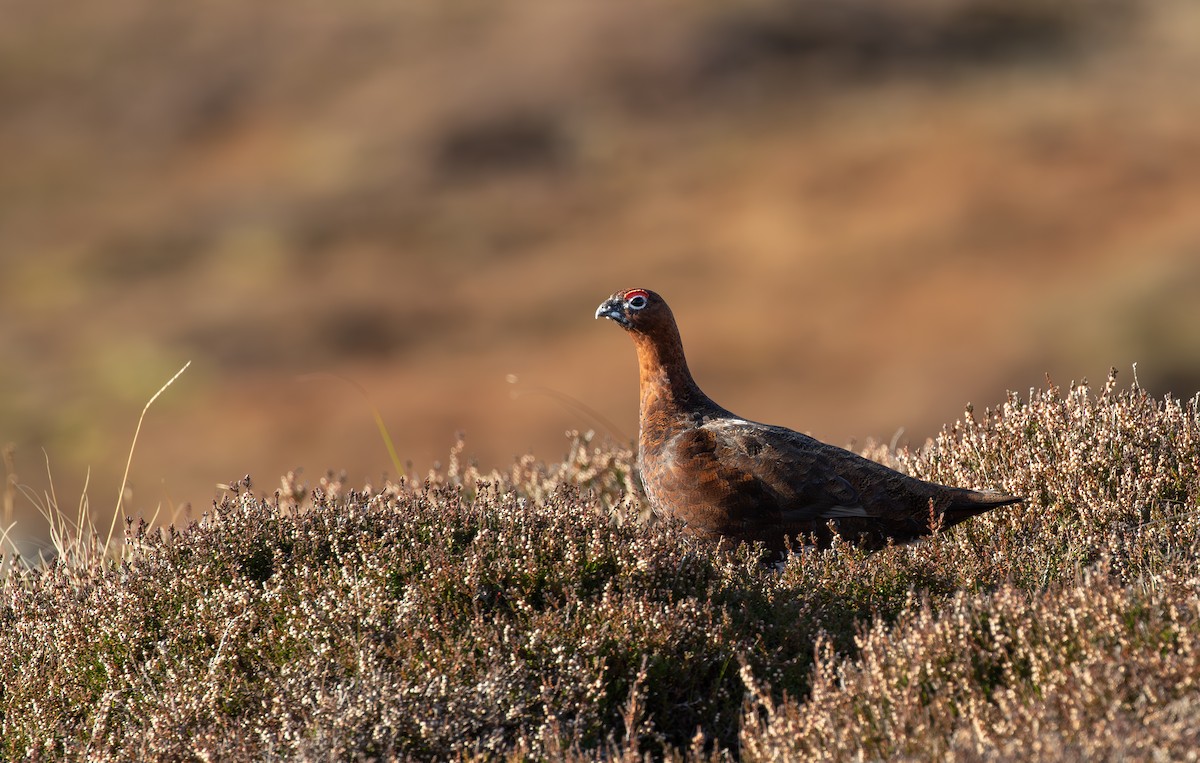 Willow Ptarmigan (Red Grouse) - Jonathan Farooqi