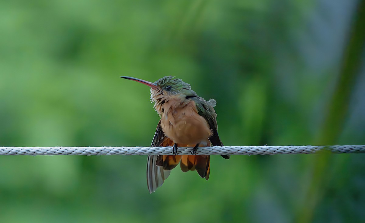 Cinnamon Hummingbird - ML625284039