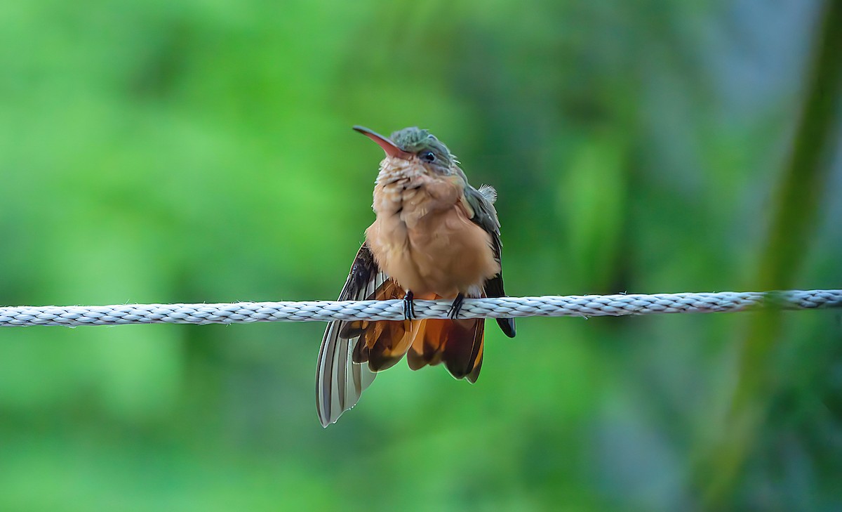 Cinnamon Hummingbird - ML625284041