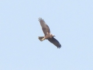 Western Marsh Harrier - ML625284081