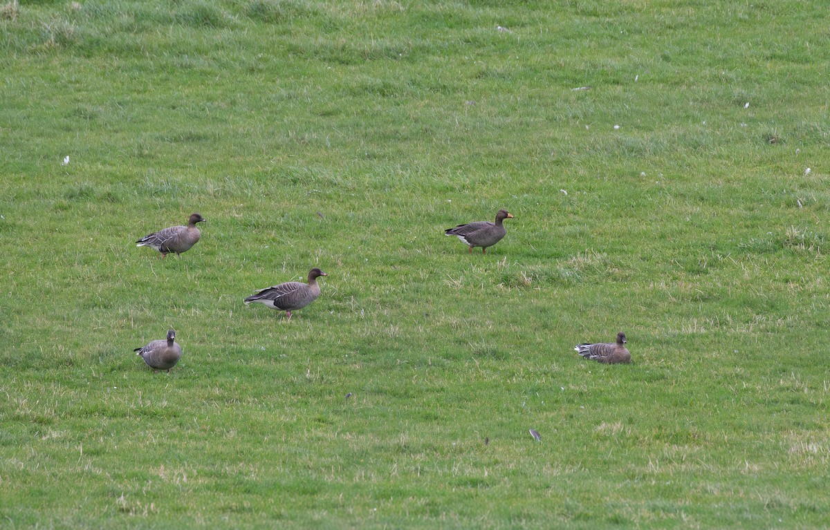 Greater White-fronted Goose (Greenland) - ML625284092