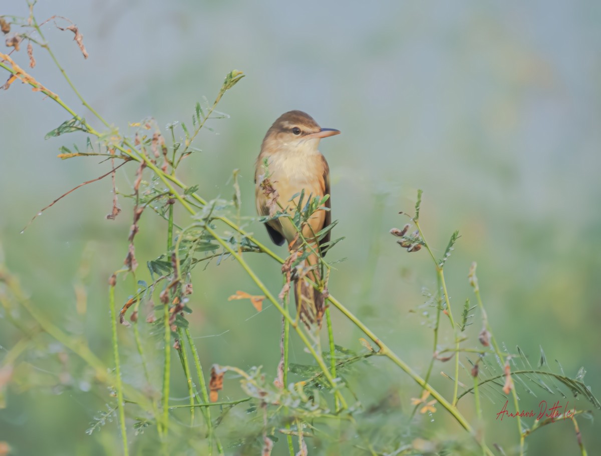 Clamorous Reed Warbler - ML625284138