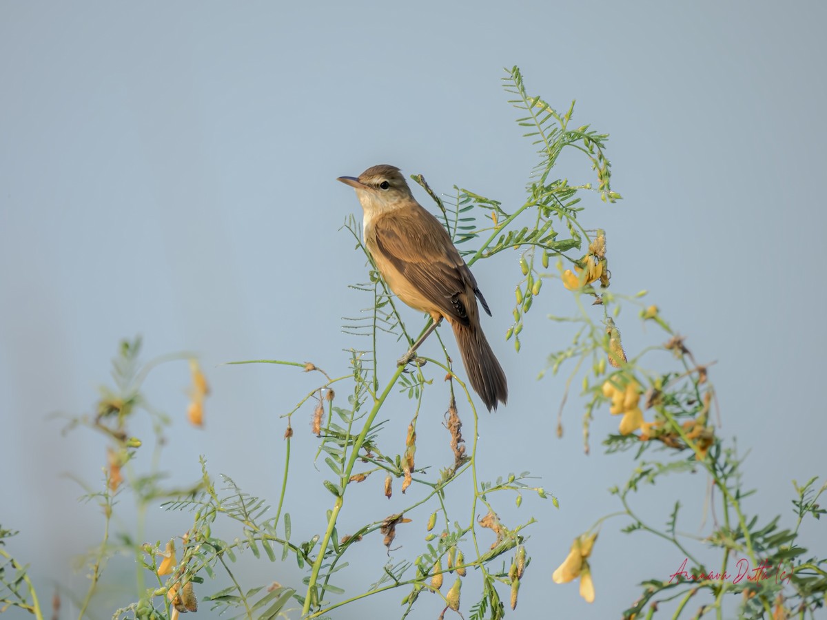 Clamorous Reed Warbler - ML625284139