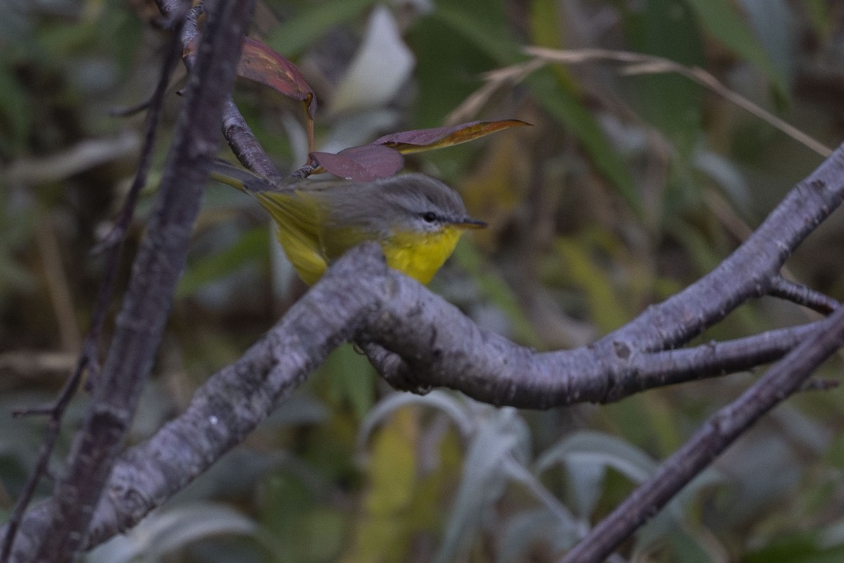 Gray-hooded Warbler - ML625284192