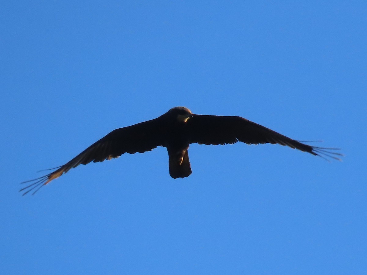 Western Marsh Harrier - ML625284253