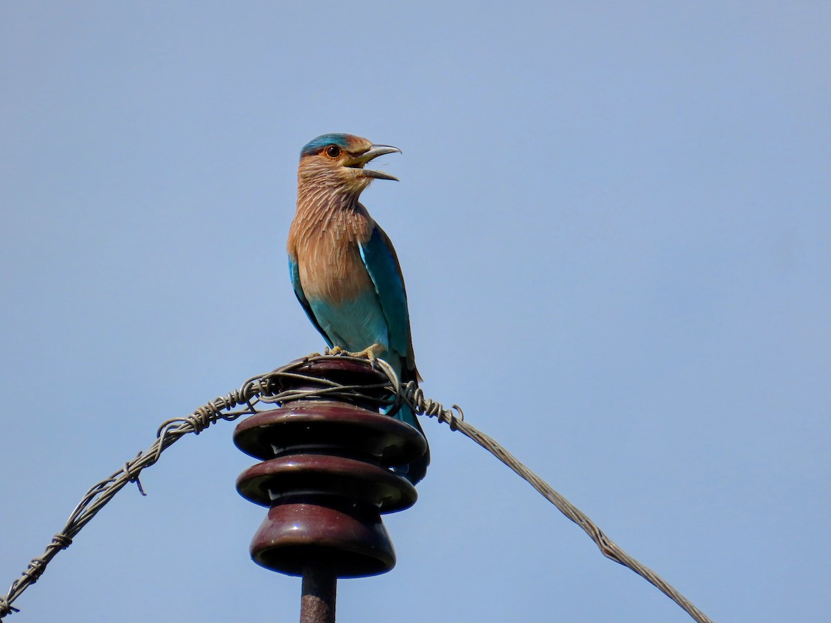 Indian Roller - ML625284257