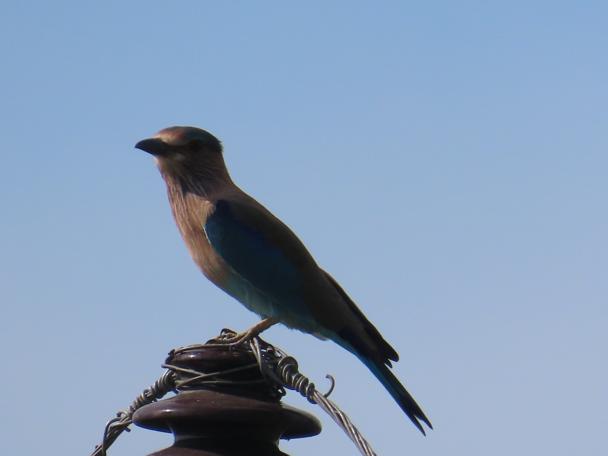 Indian Roller - ML625284259