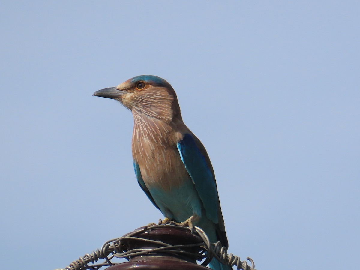 Indian Roller - ML625284260