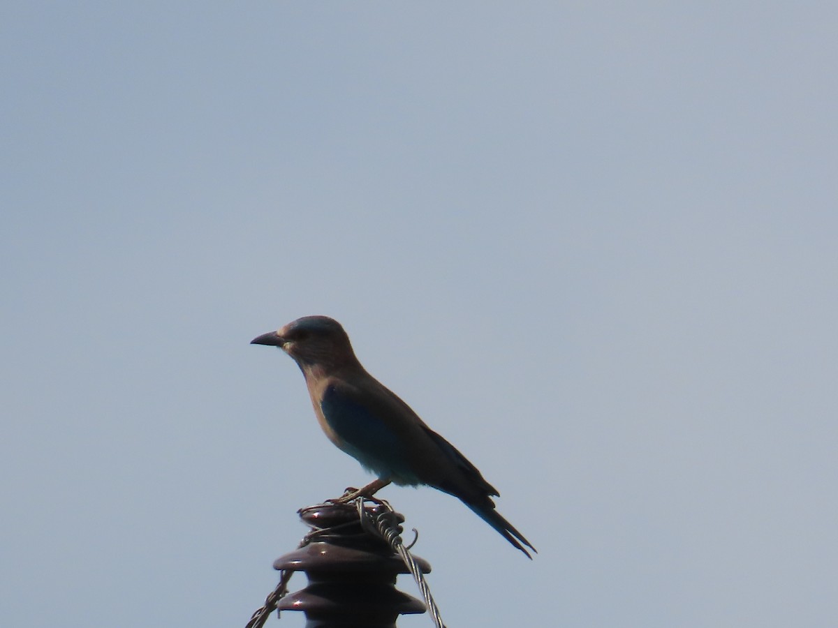 Indian Roller - ML625284261