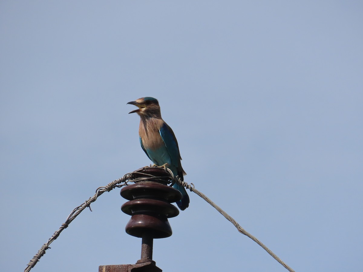 Indian Roller - ML625284262