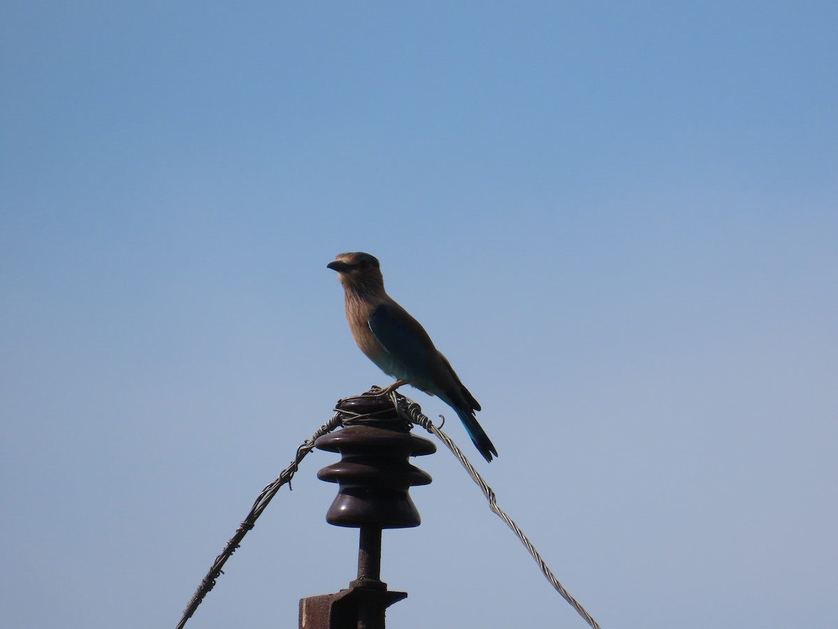 Indian Roller - ML625284263