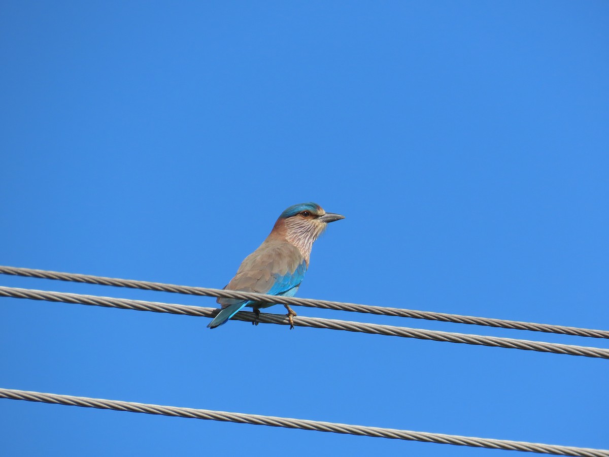 Indian Roller - ML625284264