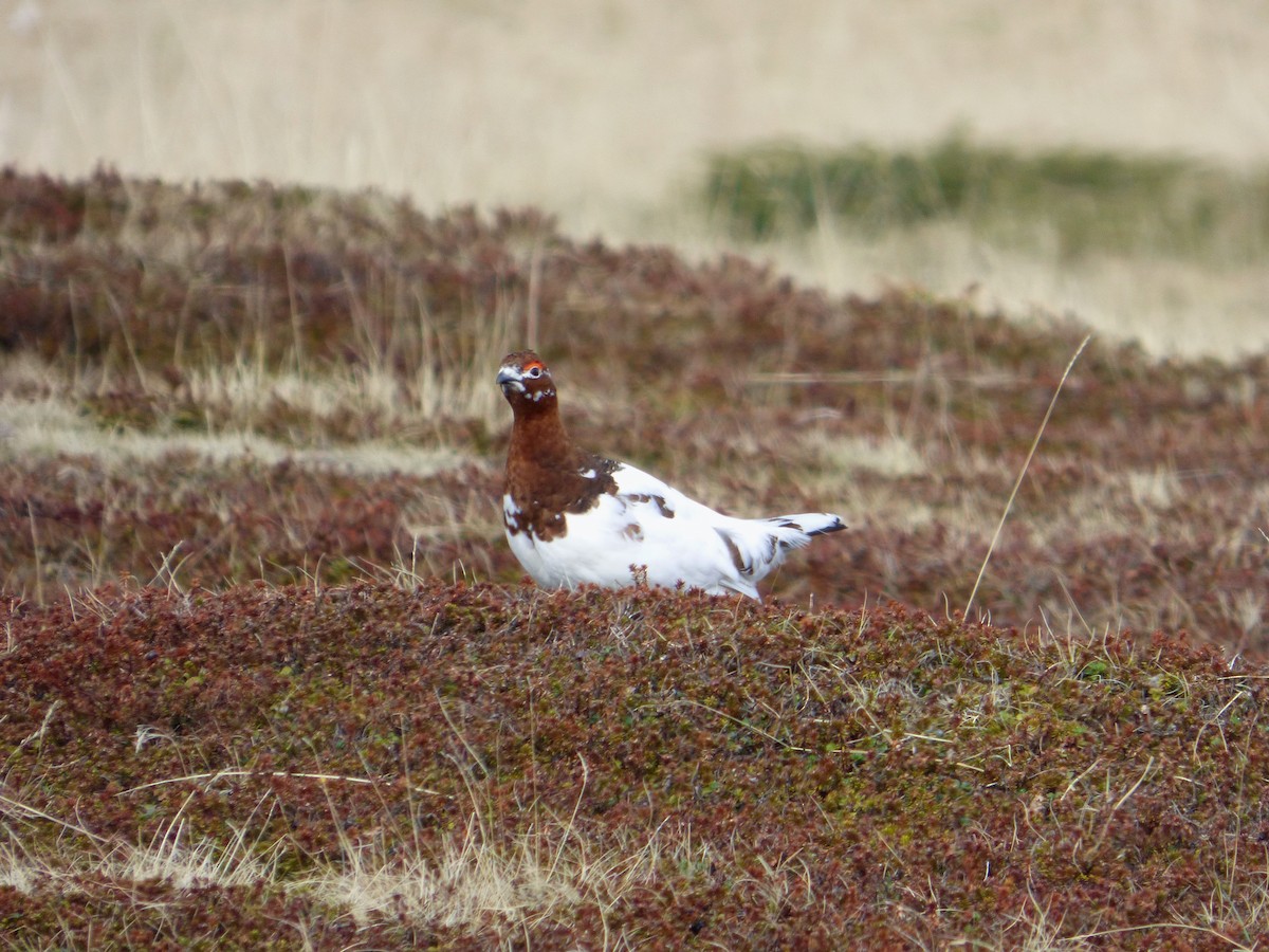 Willow Ptarmigan - ML625284265