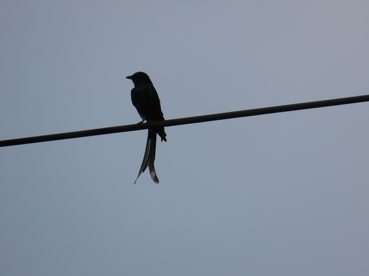 Black Drongo - ML625284272