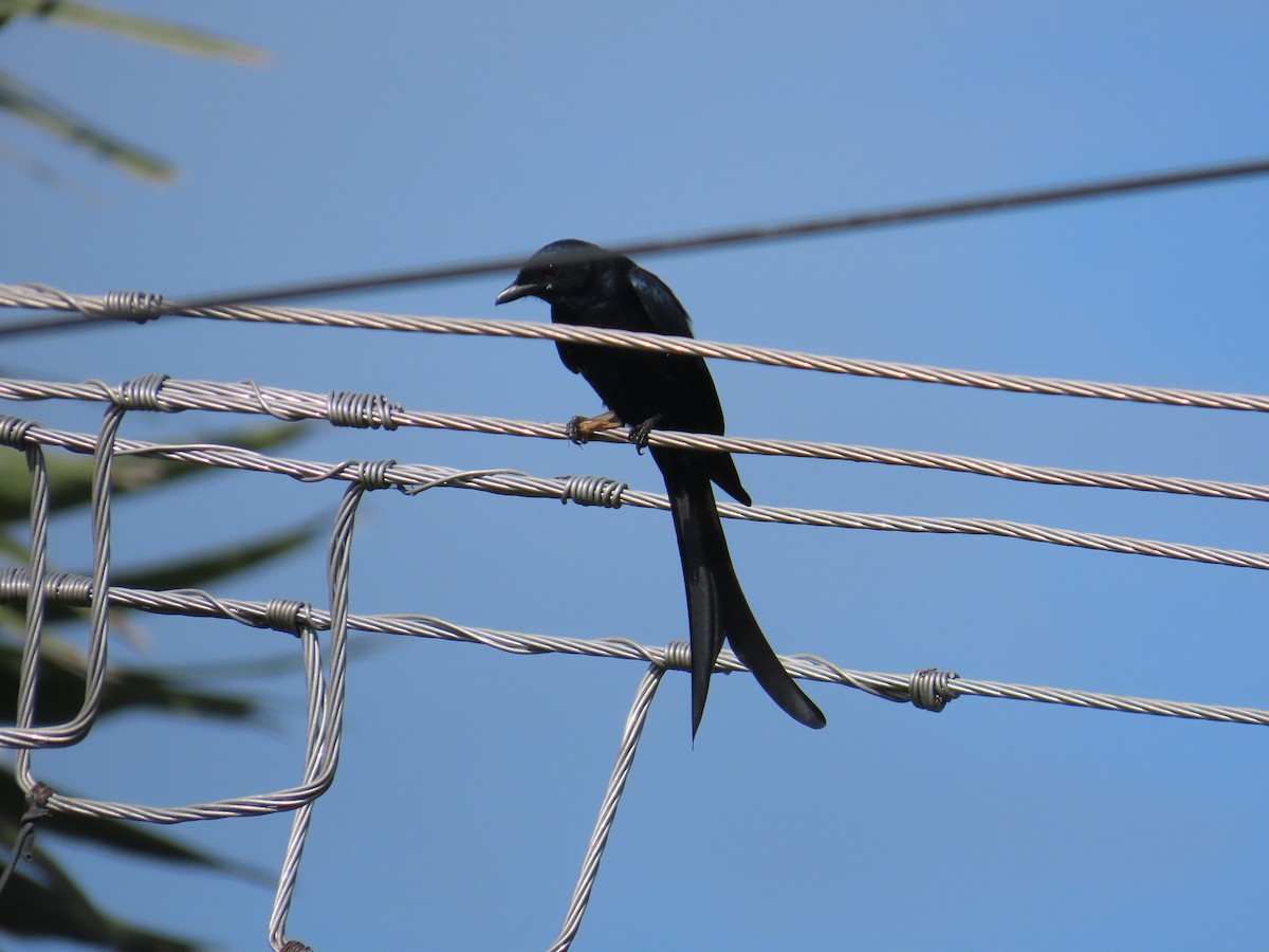 Black Drongo - ML625284273