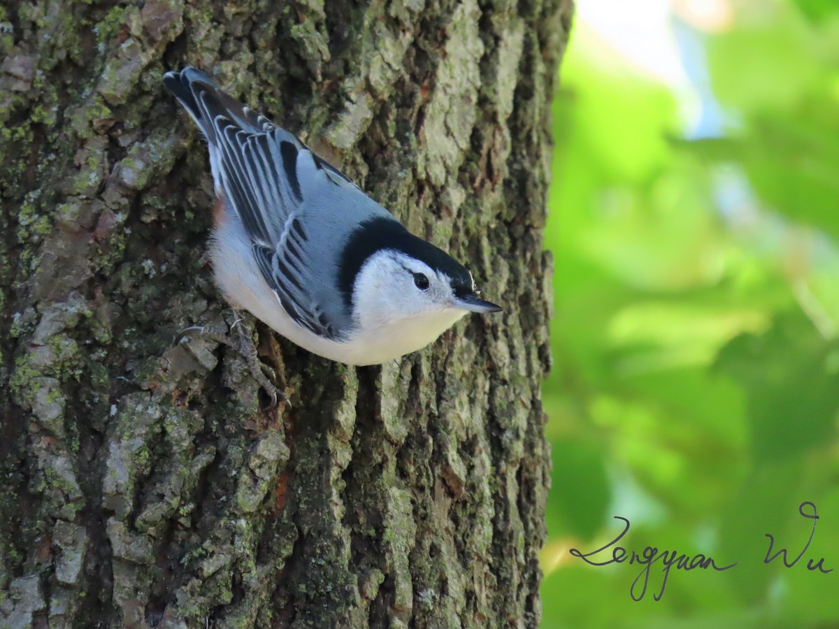 White-breasted Nuthatch - ML625284334