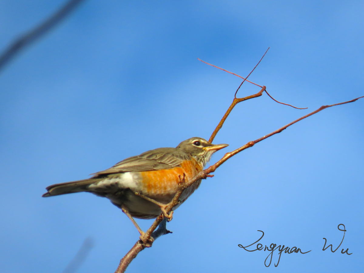 American Robin - ML625284337