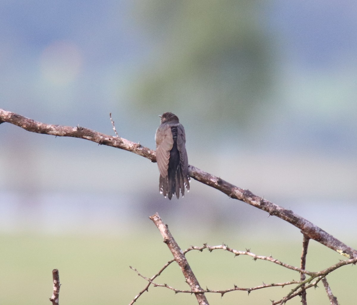 Gray-bellied Cuckoo - ML625284370