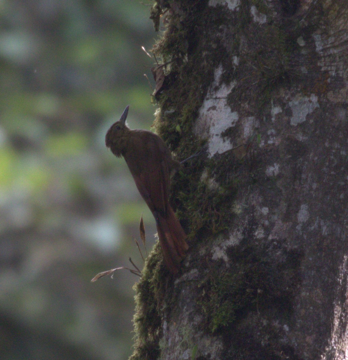 Tyrannine Woodcreeper - ML625284380