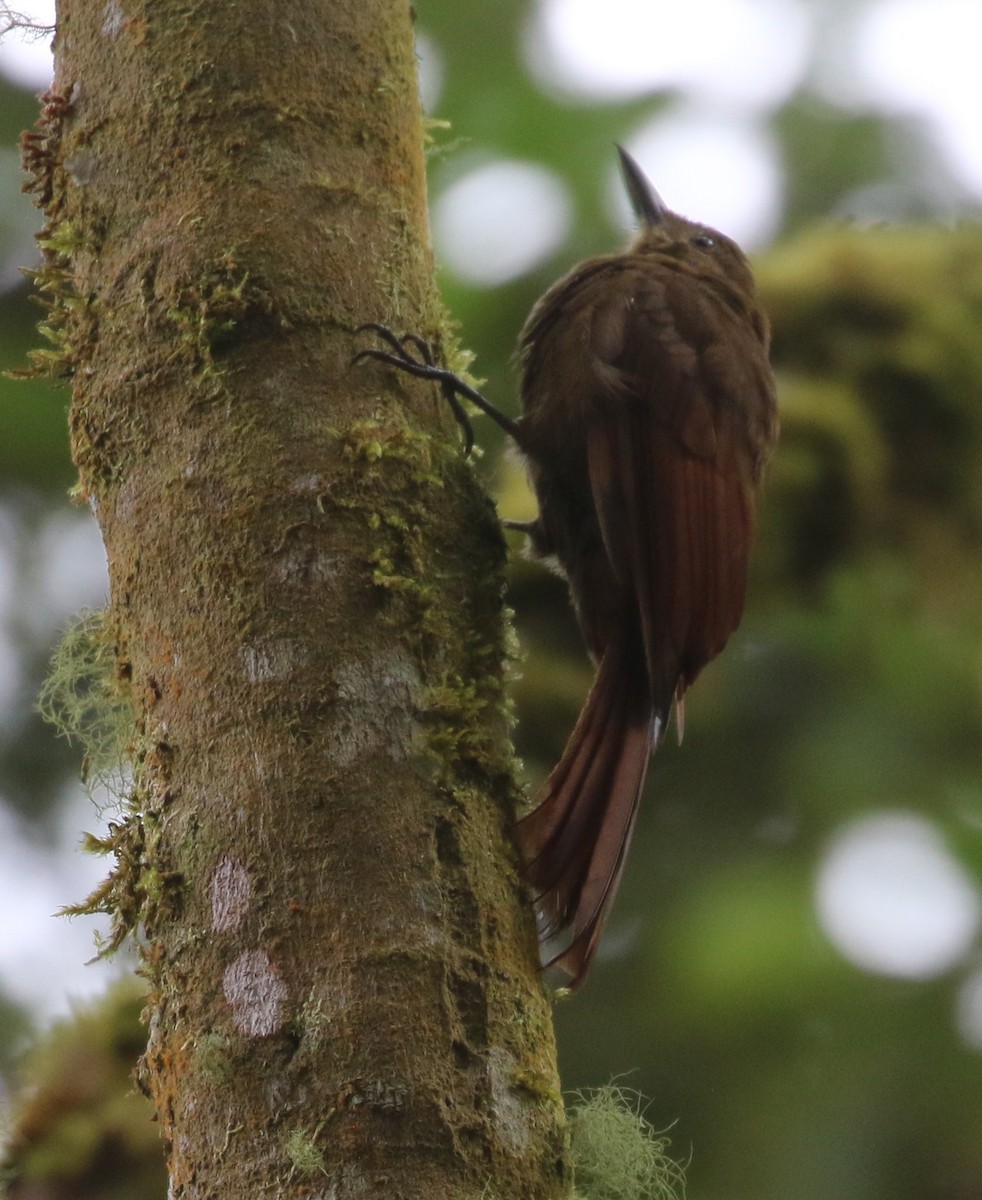 Tyrannine Woodcreeper - Don Coons