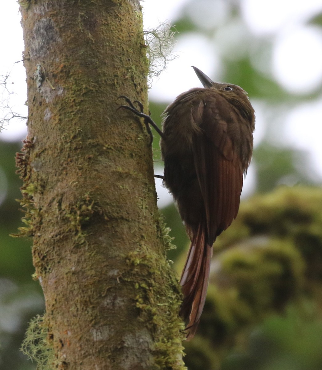 Tyrannine Woodcreeper - ML625284394