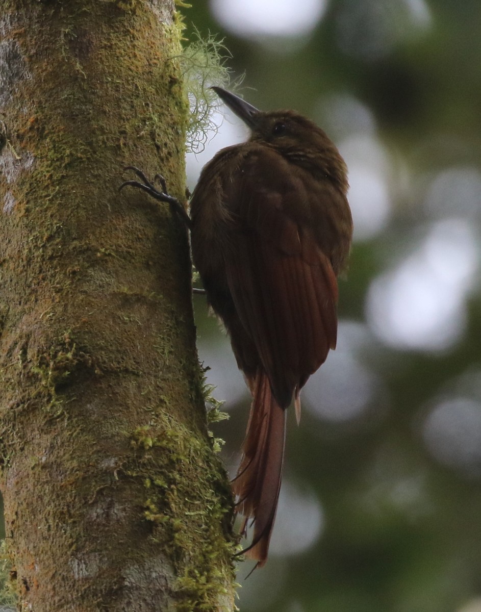 Tyrannine Woodcreeper - ML625284396