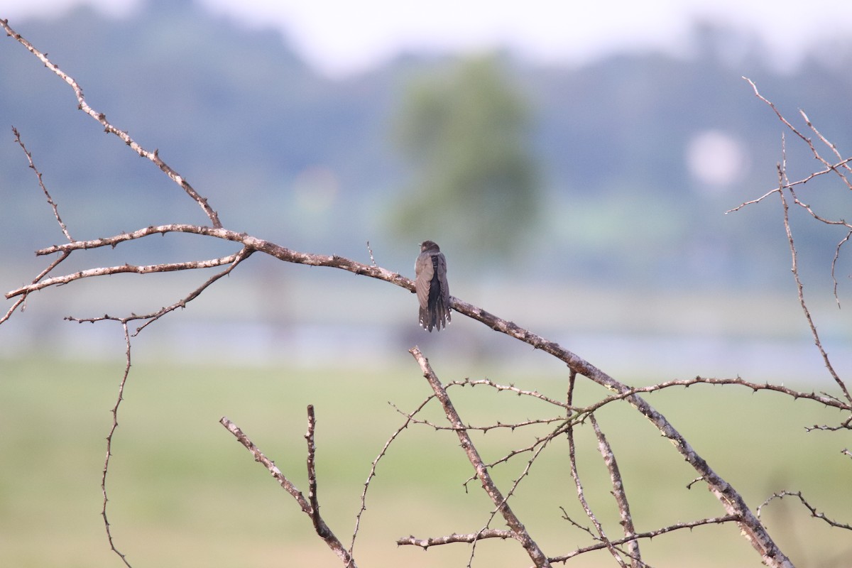 Gray-bellied Cuckoo - ML625284399