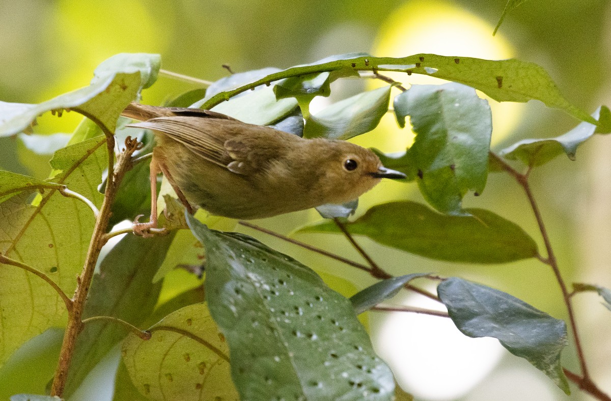 Atherton Scrubwren - ML625284401