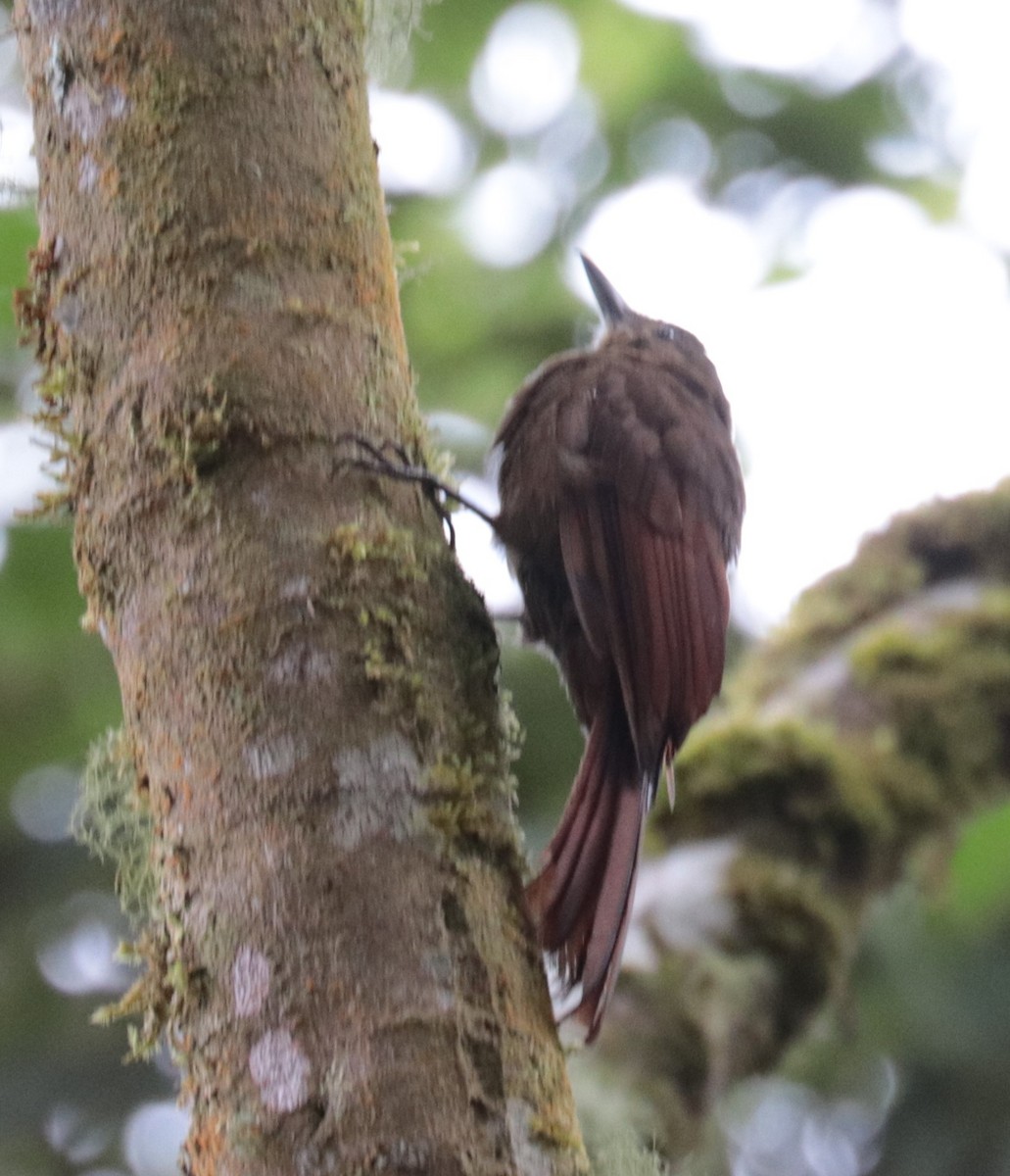 Tyrannine Woodcreeper - ML625284404