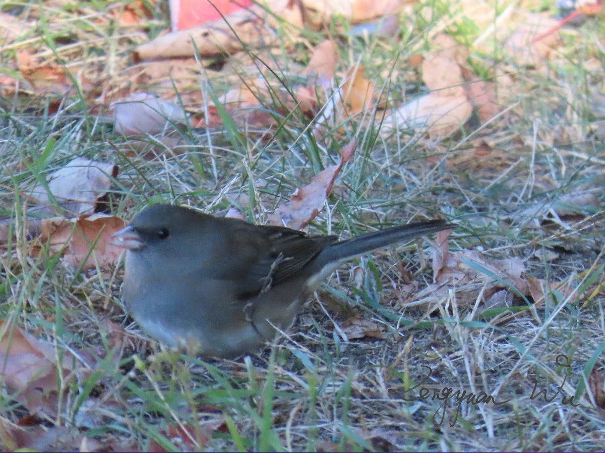 Dark-eyed Junco - ML625284438