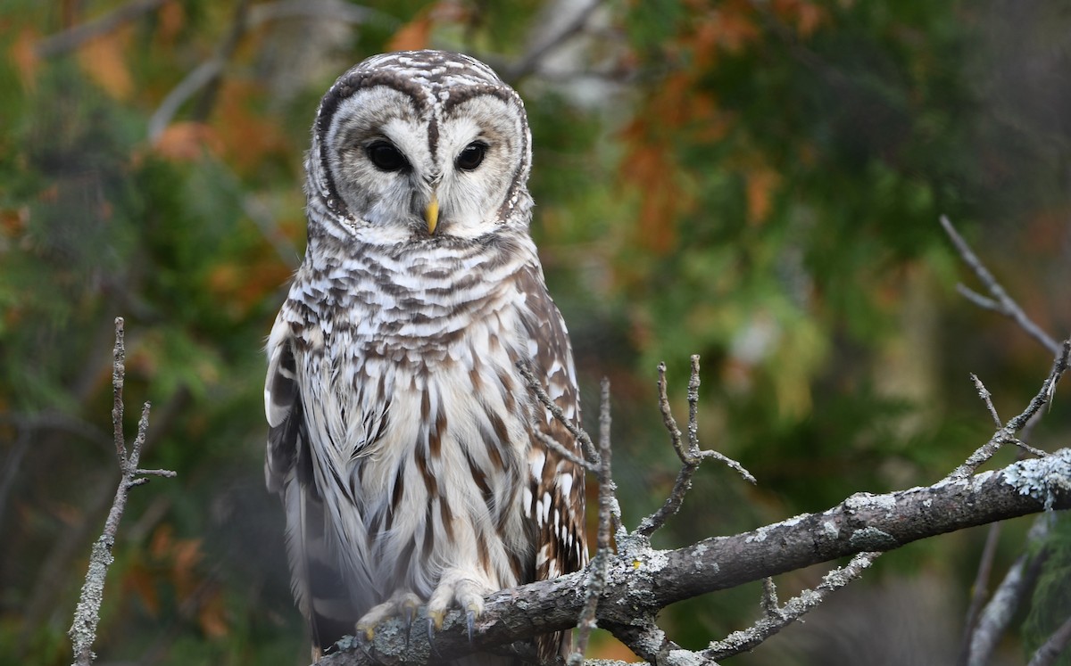 Barred Owl - ML625284442