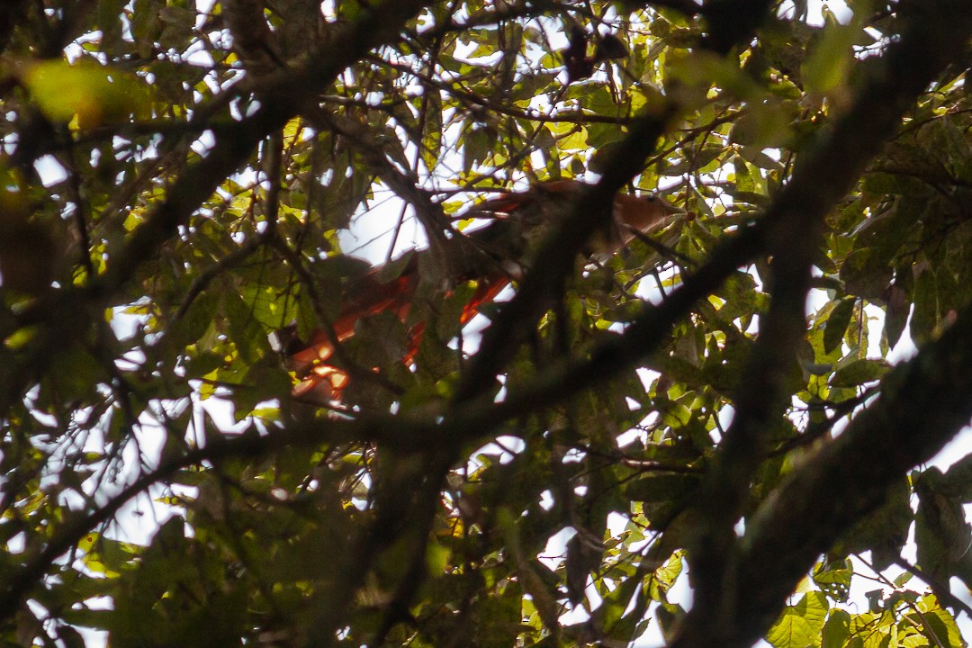 Squirrel Cuckoo - ML625284445