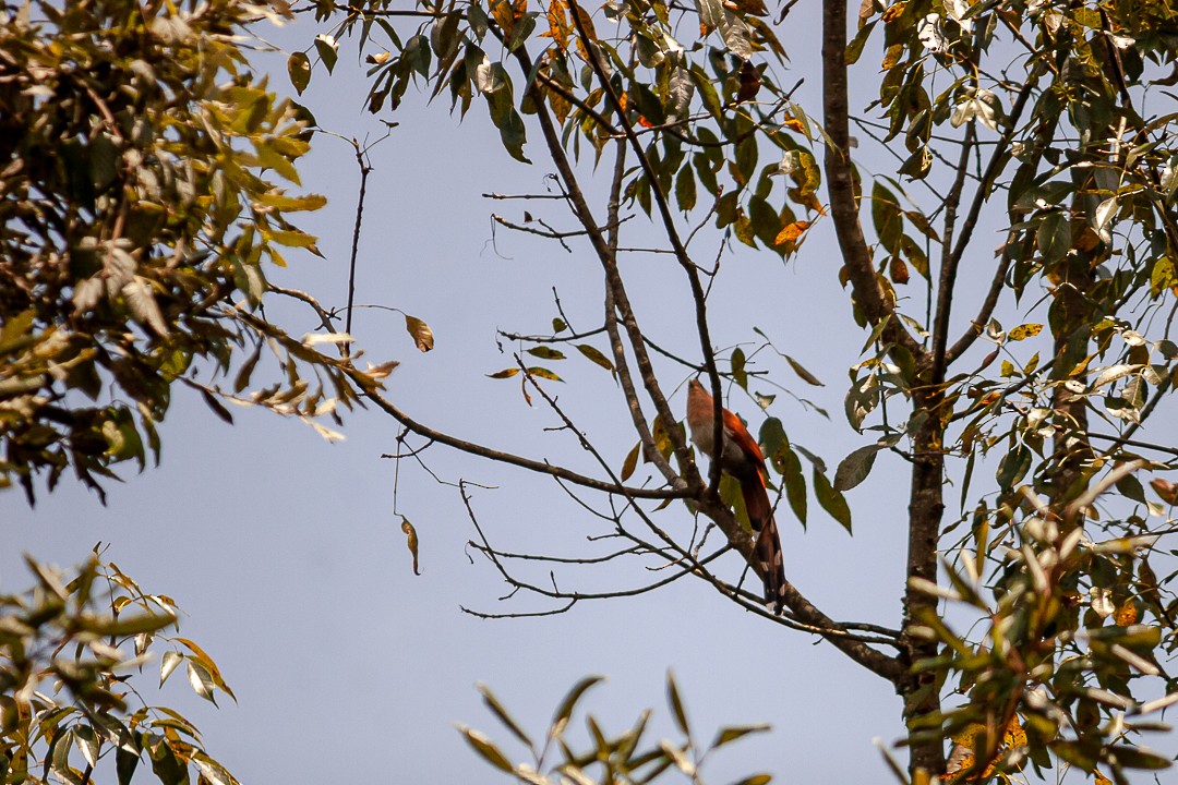 Squirrel Cuckoo - ML625284446