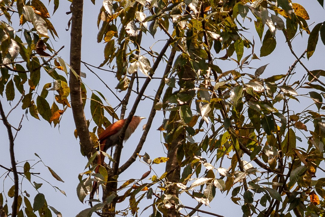 Squirrel Cuckoo - ML625284448