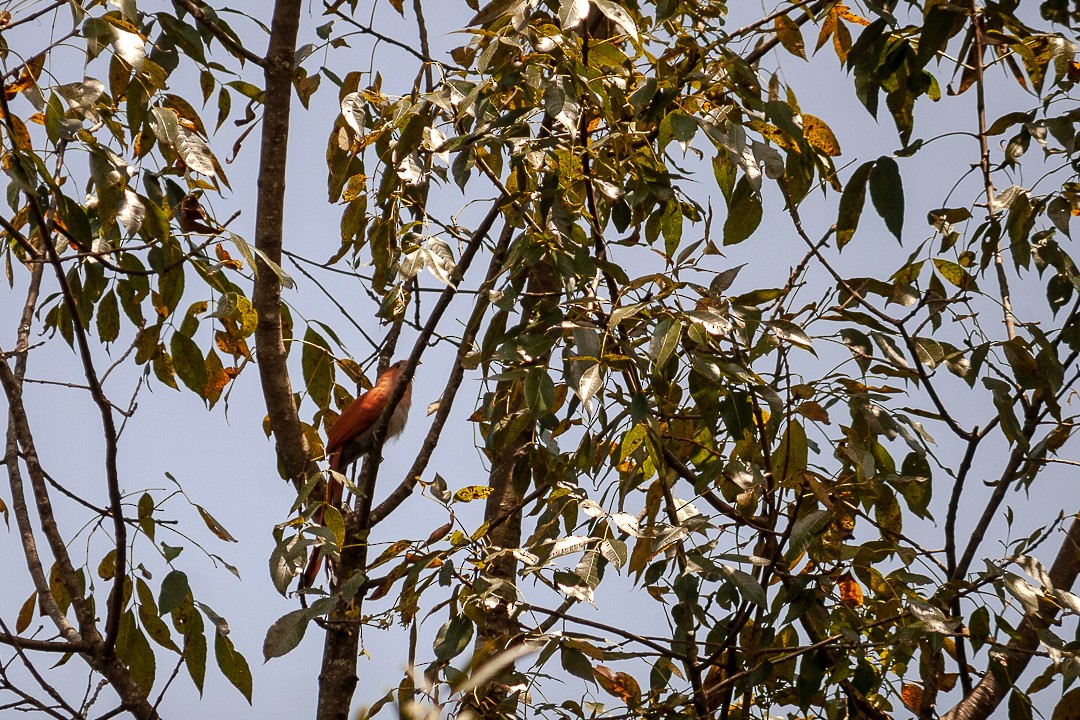 Squirrel Cuckoo - ML625284449