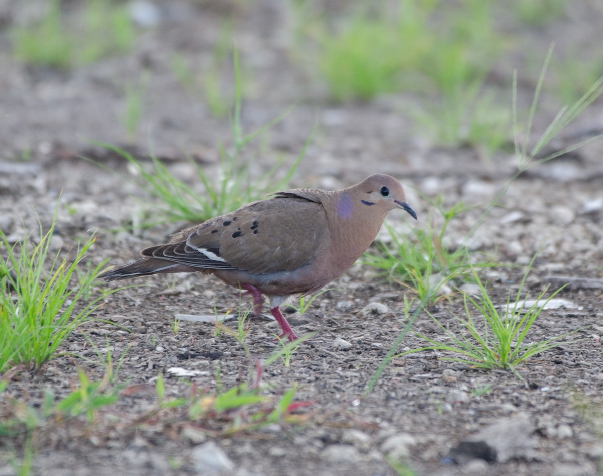 Zenaida Dove - ML625284468