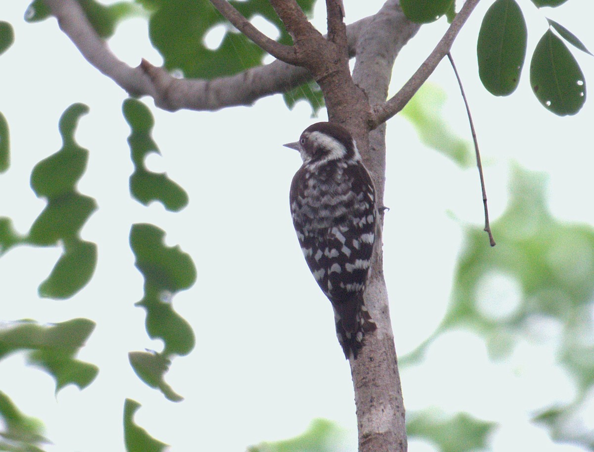 Brown-capped Pygmy Woodpecker - ML625284495