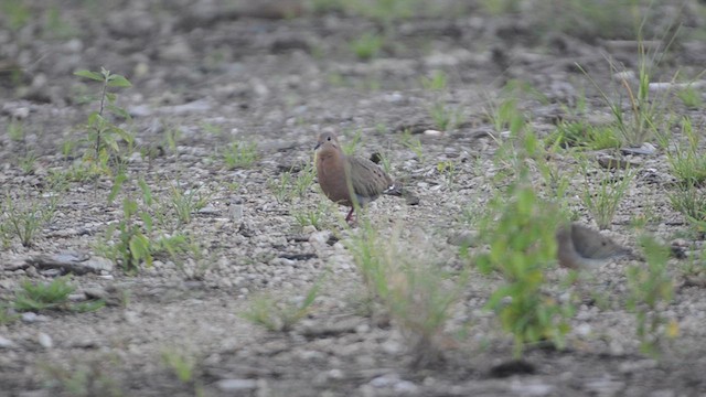 Zenaida Dove - ML625284544