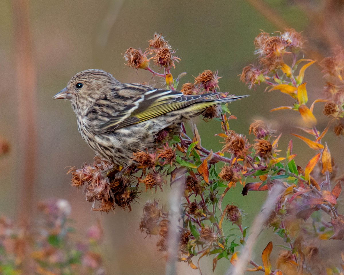 Pine Siskin - ML625284566