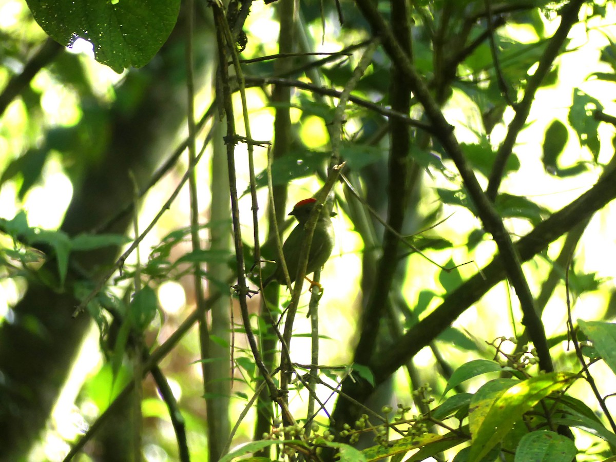 Lance-tailed Manakin - ML625284650