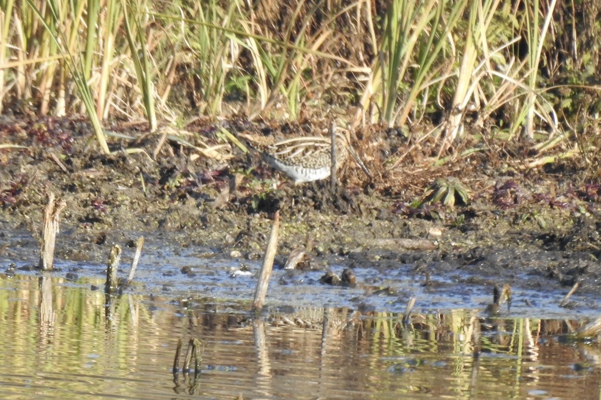 Wilson's Snipe - ML625284665