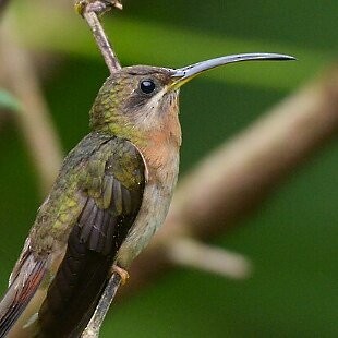 Rufous-breasted Hermit - ML625284761